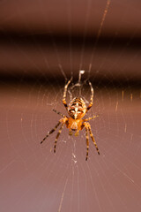 spider on web