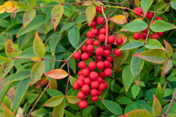 red berries on a branch