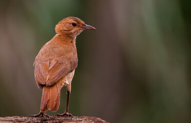 robin on the fence