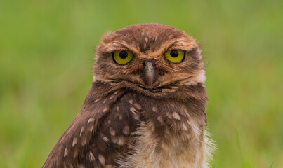 eagle owl portrait