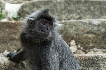 Obraz premium A beautiful silvery langur monkey. Photo taken at a national park in Kuala Selangor, Malaysia.