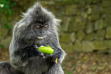 A beautiful silvery langur monkey. Photo taken at a national park in Kuala Selangor, Malaysia.