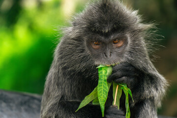 A beautiful silvery langur monkey. Photo taken at a national park in Kuala Selangor, Malaysia.