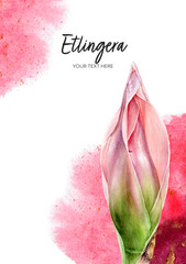 Card template Pink flower etlingera elatior bud watercolor hand drawn illustration 