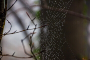 spider web with dew drops