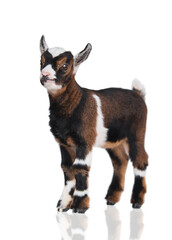 Adorable newborn miniature baby goat standing isolated on white background