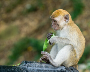 A macaque monkey at a national park in Kuala Selangor, Malaysia.