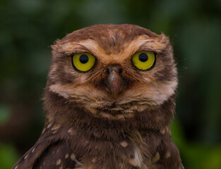eagle owl portrait