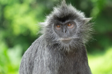 A beautiful silvery langur monkey. Photo taken at a national park in Kuala Selangor, Malaysia.