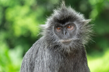 Obraz premium A beautiful silvery langur monkey. Photo taken at a national park in Kuala Selangor, Malaysia.