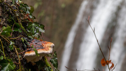 Herbststimmung im Wald mit Bachlauf und Wasserfall in der Teufelsschlucht bei Hägendorf