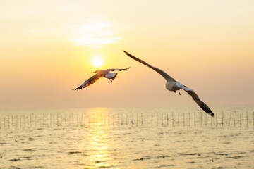 Fototapeta na wymiar Pictures of seagulls flying in the sky and the sunset
