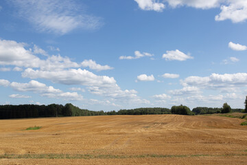 Obraz premium field of wheat