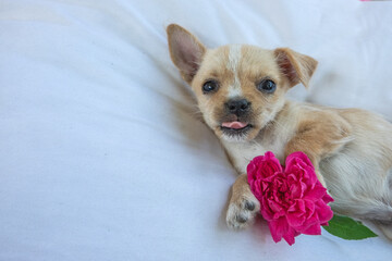 chihuahua puppy with pink flower