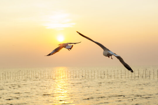 Pictures of seagulls flying in the sky and the sunset