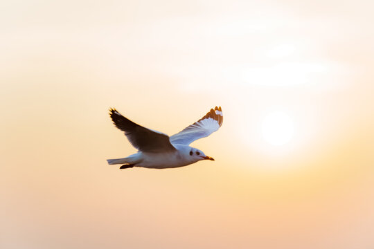 Pictures of seagulls flying in the sky and the sunset