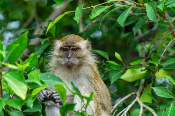 A macaque monkey at a national park in Kuala Selangor, Malaysia.