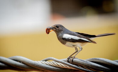 bird on a wire 