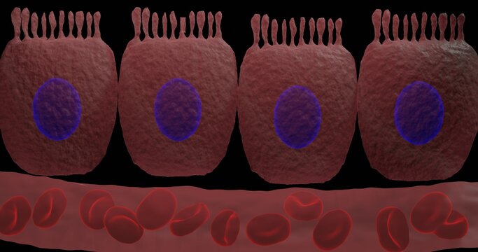 Enterocytes columnar epithelial cells in 3d illustration