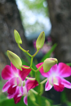 Closeup Bright Green Buds of Dendrobium Orchid with Blurry Blooming Hot Pink Flowers in Background