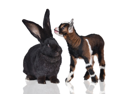 Little newborn baby goat bleating in the ear of a big flemish giant breed rabbit isolated on white background