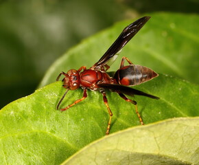 Macro photograph of a Paper wasp standing on a green leaf.