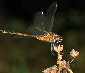 A Dragonfly perched on a plant.
