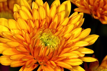 Orange Chrysanthemum flower up close. Chrysanthemum indicum.