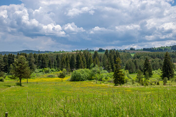 landscape with forest