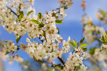 White cherry flowers on spring time. Spring blooming cherry flowers branch against blue sky.