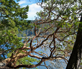 Arbutus Tree above Waters