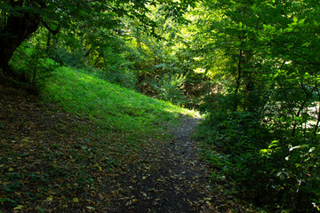 Fototapeta premium a picture of an forest hiking trail