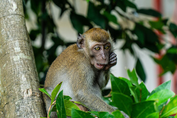 A macaque monkey at a national park in Kuala Selangor, Malaysia.