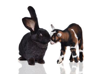 Little newborn baby goat playing with big flemish giant breed rabbit isolated on white background