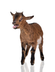Little funny baby goat bleating isolated on white background