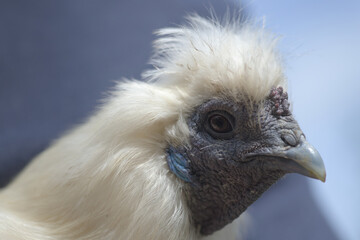 1 - Super close up white silkie chicken head portrait.