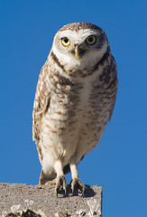 great owl