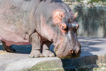 Closeup of hippo near pond at nature preserve