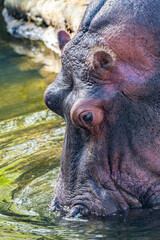 Closeup of hippo drinking water from pond in nature preserve