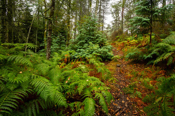 The walk path into the woods of 