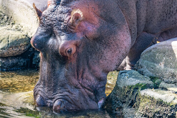 Closeup of hippo drinking water from pond in nature preserve