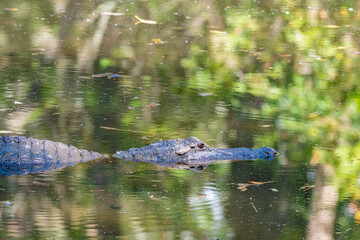 Alligator swimming in swampy pond in Florida