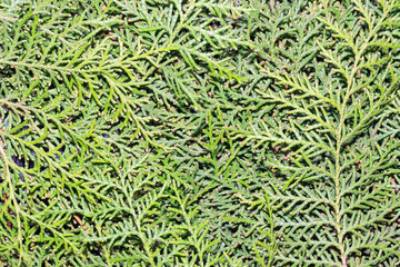 green branches of thuja as background close-up