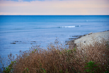 beach with grass and sky