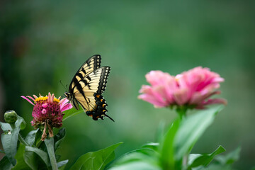 Exquisite yellow eastern tiger swallowtail feeding on dark pink zinnia 