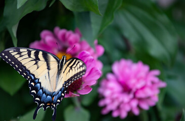 Exquisite yellow eastern tiger swallowtail feeding on dark pink zinnia 