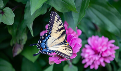Exquisite yellow eastern tiger swallowtail feeding on dark pink zinnia 