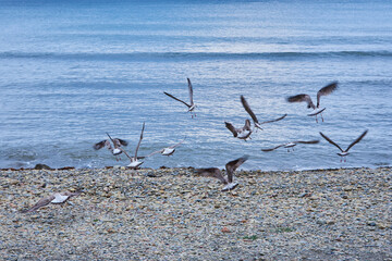 birds on the beach