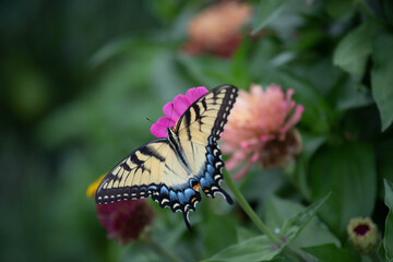 Exquisite yellow eastern tiger swallowtail feeding on dark pink zinnia  © MOLLY SHANNON 