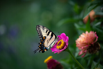 Fototapeta na wymiar Exquisite yellow eastern tiger swallowtail feeding on dark pink zinnia 